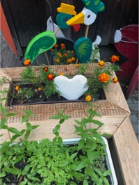 Paradiesvögel im blumenkasten